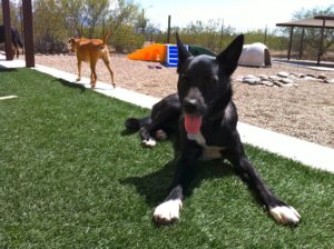 black dog in grass image