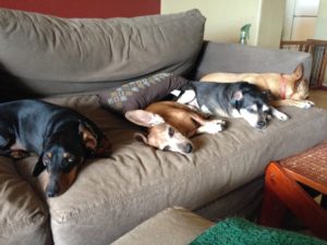 sleepy dogs laying on the couch image